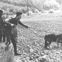 November 1956 - Deutsche Grenzpolizei DGP (1956) Streife mit Fährtenhund auf Suche am 10-Meter-Kontrollstreifen