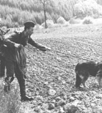 Deutsche Grenzpolizei im November 1956 - Bei einer Kontrolle des 10m-Kontrollstreifens wurde eine Fußspur festgestellt. Der angesetzte Fährtenhund bei der Aufnahme der Spur.